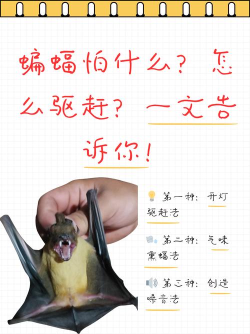 蝙蝠app骗局揭秘: 蝙蝠app骗局揭秘视频