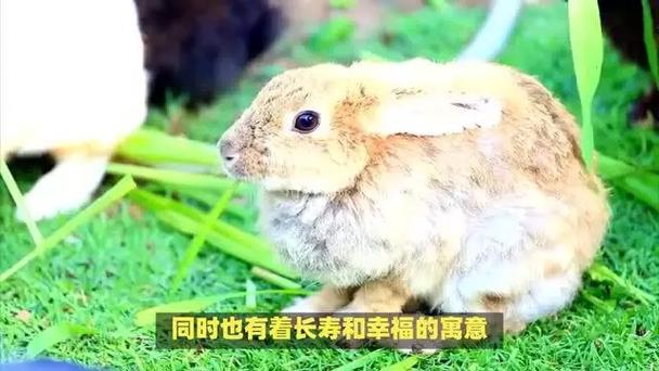 天肖具体指什么生肖的含义呢: 天肖具体指什么生肖的含义呢视频