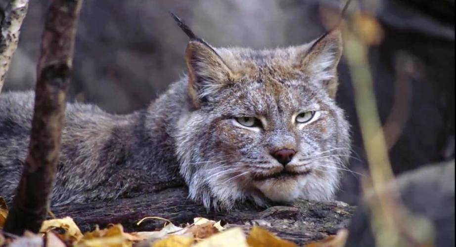 世界十大猫科动物: 世界十大猫科动物图片