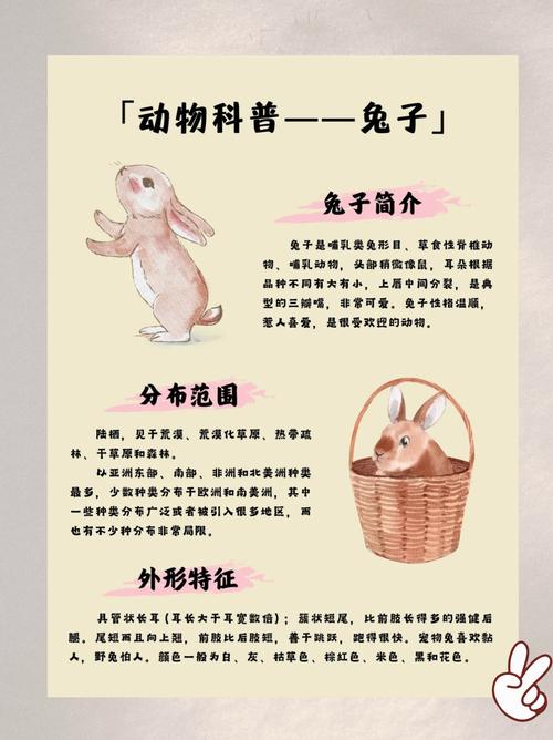 关于兔打一生肖是什么动物的信息