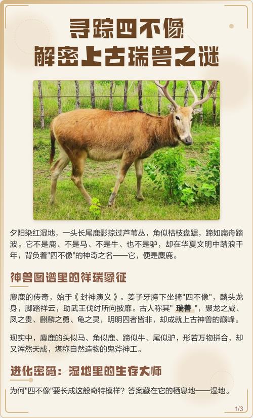 四不像是指什么神兽: 四不像是指的什么动物,精选词语释义剖析