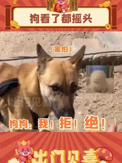 犬的奔跑仲回头表情包: 狗听了都摇头表情包图片,精选词语释义剖析