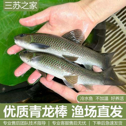 青龙棒鱼简介: 钓青龙棒鱼用什么饵料,精选词语释义剖析