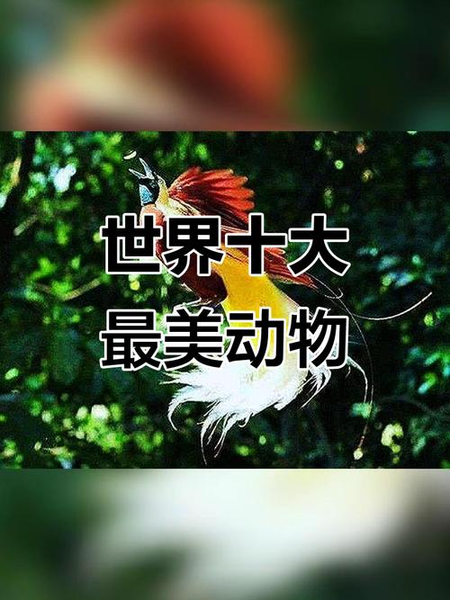 哪个动物爱美: 最爱美的动物第一名,精选词语释义剖析
