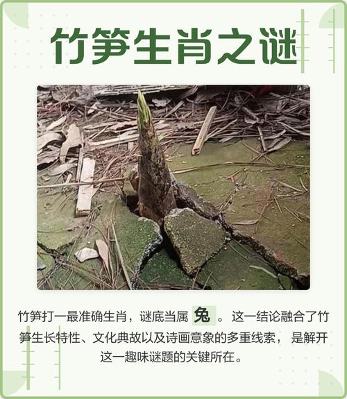 正确打一生肖: 有笋三六节正确打一生肖,精选词语释义剖析