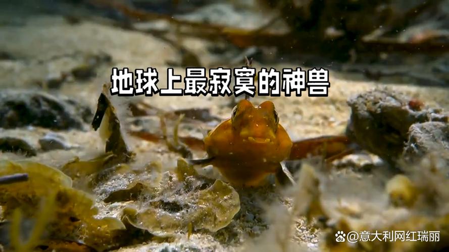 中国上仅剩一只的动物: 中国上仅剩一只的动物有哪些,精选词语释义剖析