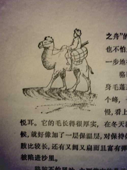 四不像最正确生肖: 四不像十二生肖猜一生肖,精选词语释义剖析