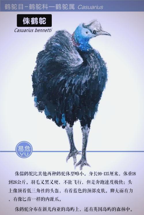 象征杀戮又美丽的动物鹤驼: 鹤驼为什么被称为最危险的鸟,精选词语释义剖析